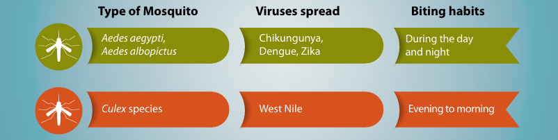 types of mosquitoes.png